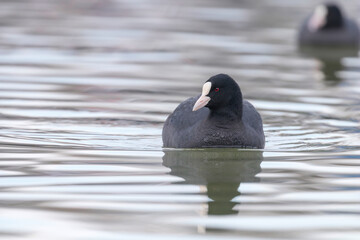 Swimming Coots (Fulica atra) Close up Eurasian Coots