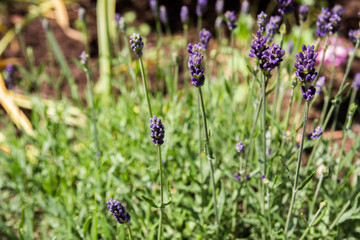 Close-up of lavender as garden plant in summer