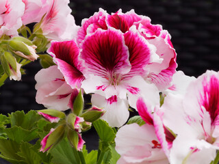 (Pelargonium grandiflorum) Gros plan sur pélargonium régal aux pétales bicolor blanc et rose...