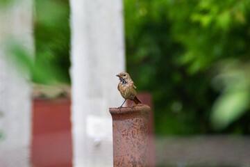 bird on a fence