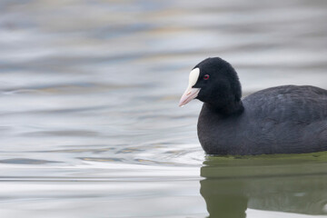 Coot swimming (Fulica atra) Close up Eurasian Coot