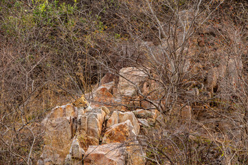 wild male leopard or panther resting on rock over hill during safari in indian forest - panthera pardus fusca