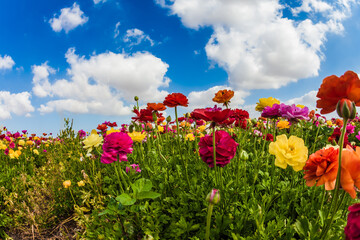 The beautiful flowers