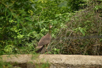 Peacock