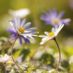 Two anemones dancing on a meadow