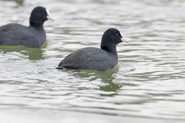 Swimming Coots (Fulica atra) Close up Eurasian Coots