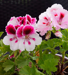 Pelargonium domesticum ou grandiflorum | Pélargonium des fleuristes ou Géranium à grandes fleurs...