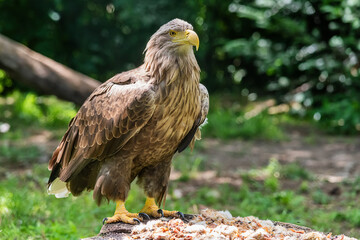 Beautiful white tailed eagle standing  in a cage at the zoo.