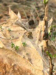 leaf on the ground