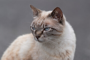 青い目の猫ちゃん　　シャム