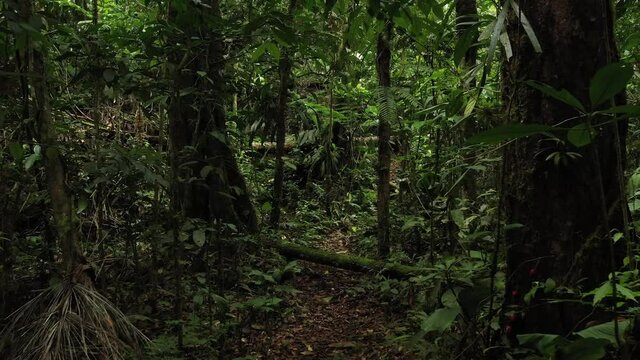 Moving through a tropical rainforest full of branches, insects, green colors and large trees
