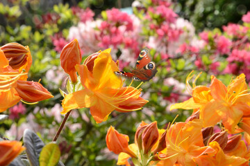 Schmetterling 723