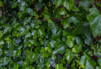 Obraz premium Leaves of Hedera helix (Common ivy, English ivy, European ivy, ivy, Efeu)