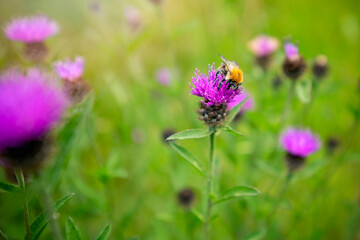 Fototapeta premium Bumble bee on wild flower