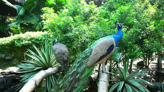 The peacock relaxes or finds food in the zoo with colorful feathers. This is a precious bird that needs to be preserved in the natural world