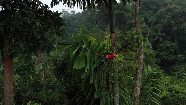 An ara macaw or scarlet macaw that is eating from the fruits of a palm tree in the amazonian tropical rainforest of south america
