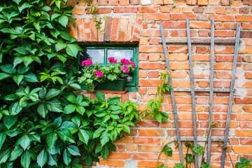 Wild vintage garden: bricked wall, wild wine plant, pelargonium zonale at window (background)