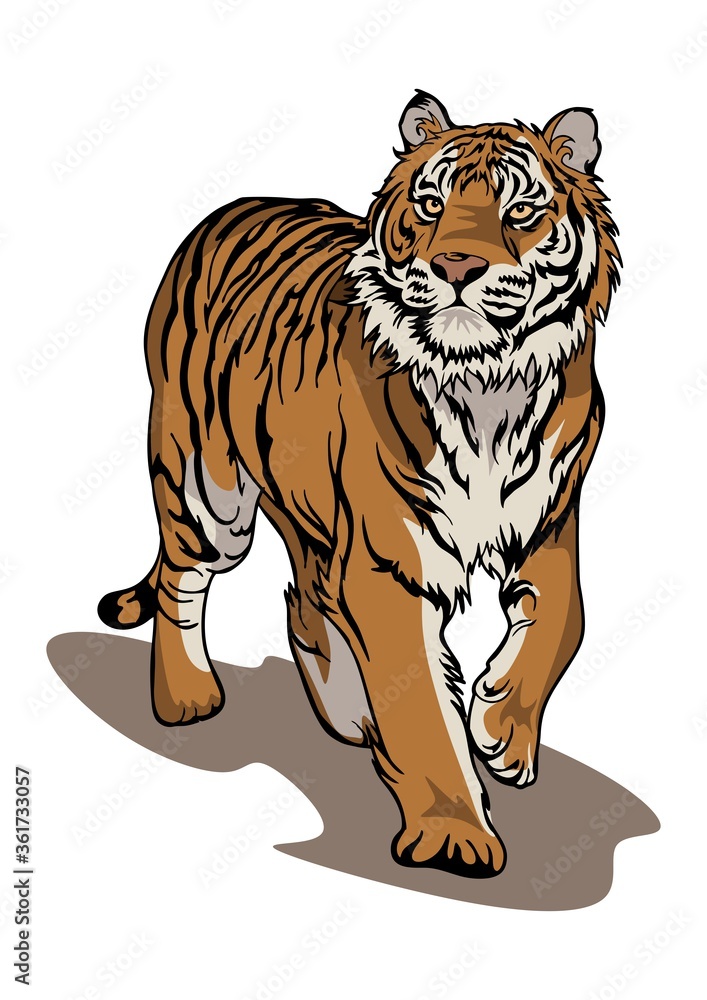 Wall mural bengal tiger walking illustration true color vector clip art with white background