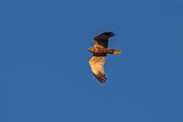 Flying Western marsh harrier (Circus aeruginosus)