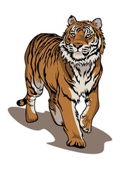 Bengal tiger walking illustration true color  vector clip art with white background 