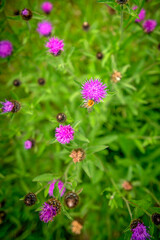 Fototapeta premium Top view of a bee pollinating wild flower in the countryside
