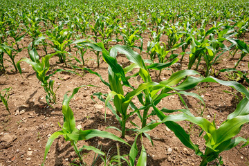 Maize field with young small plants in dry soil in the summer sun. Seen in Germany near Weissenohe in June.