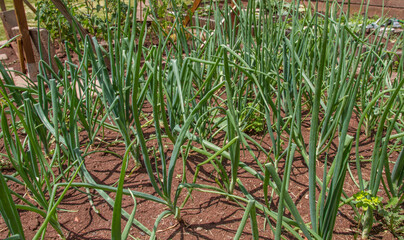 Obraz premium Onion plant in a garden