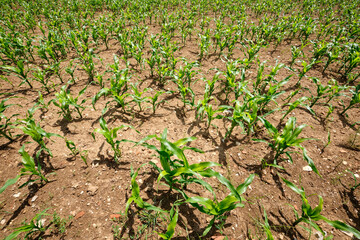 Maize field with young small plants in dry soil in the summer sun. Seen in Germany near Weissenohe in June.