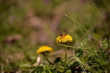 yellow dandelion flower. bee collecting pollen