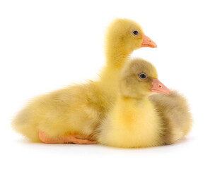 Two little gosling.
