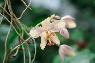 orchids that bloom enchanting