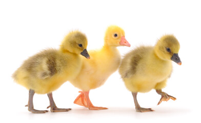 Three little gosling.