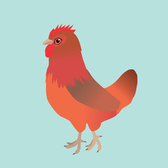 
A vector illustration of a chicken. It is a hen of the breed Welsumer. The background is aqua
