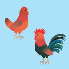 

A vector illustration of a couple of chicken. It is a hen and a rooster of the breed Welsumer. 