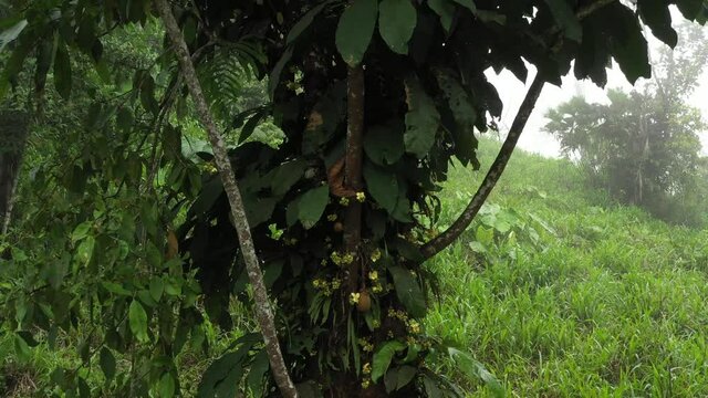 A fruit called python and slowly zooming out to reveal the whole tree from above
