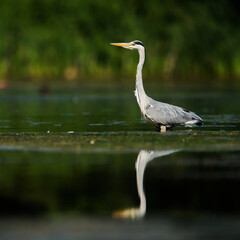 Grey Heron while hunting for fish in water. Her Latin name is Ardea cinerea.