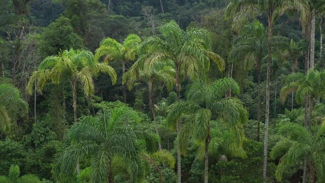 Areal view of a background from palm trees called chontaduro, Bactris gasipaes or peach palm going from left to right
