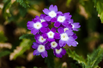 Obraz premium a cluster of purple and white verbena blossoms