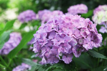 Fototapeta premium purple lilac flowers