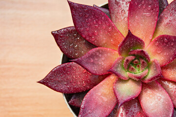 Close up of a beautiful red succulent after the rain