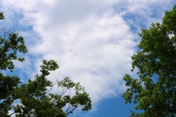 青空　若葉　癒し　爽やか　風景　茨城