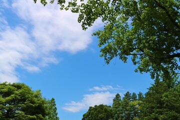 青空　若葉　癒し　爽やか　風景　茨城