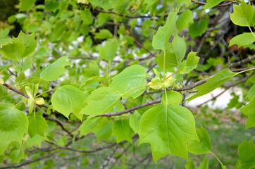 bright green foliage branches and leaves of a canoewood