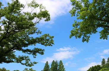 Obraz premium 青空 若葉 癒し 爽やか 風景 茨城