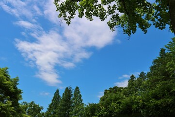 Obraz premium 青空 若葉 癒し 爽やか 風景 茨城