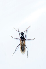 Black carpenter ant isolated on white background