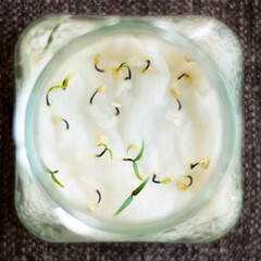 Germinating habanero chili seeds