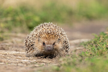hedgehog on the grass. © alexbush