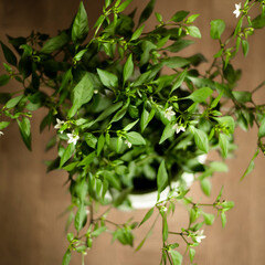 Apache chili plant with blooming flowers, top-down view