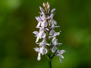 Orchis spotted - a medicinal plant of the orchid family